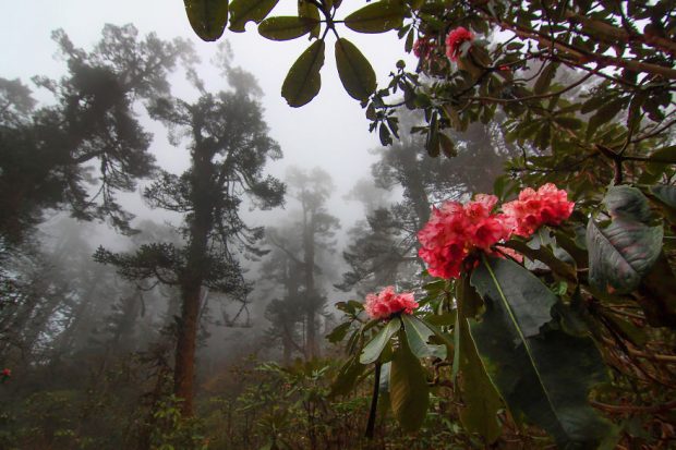 طبیعت دیده نشده کشور هندوستان از دریچه دوربین یک عکاس گمنام 12 طبیعت دیده نشده کشور هندوستان