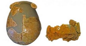 جمجمه قدیمی