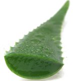 خواص درمانی آلوئه ورا