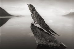 دریاچه مرموز ناترون