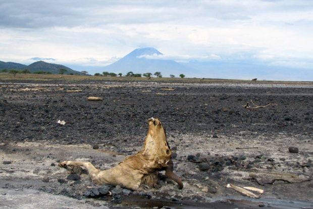 دریاچه مرموز ناترون در تانزانیا که حیوانات را مومیایی می کند 12 دریاچه مرموز ناترون