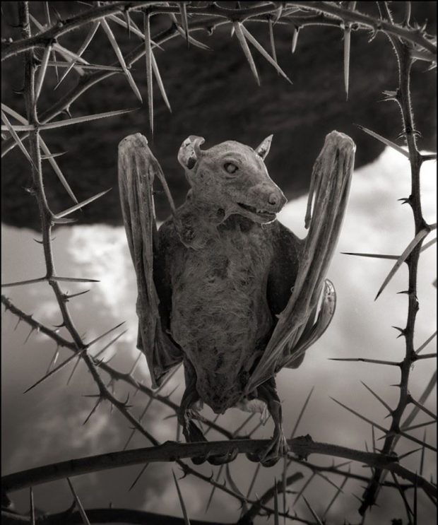 دریاچه مرموز ناترون در تانزانیا که حیوانات را مومیایی می کند 14 دریاچه مرموز ناترون