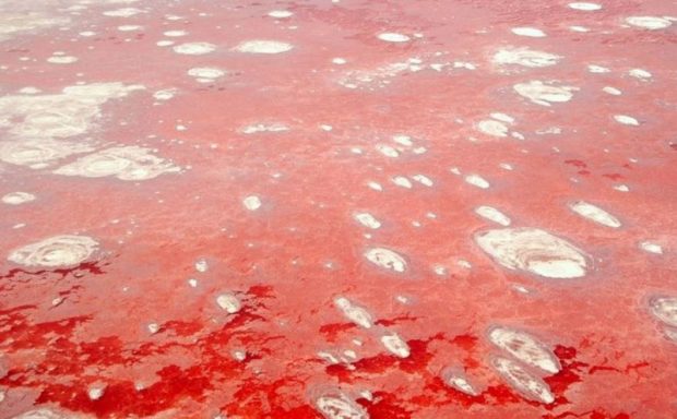 دریاچه مرموز ناترون در تانزانیا که حیوانات را مومیایی می کند 10 دریاچه مرموز ناترون