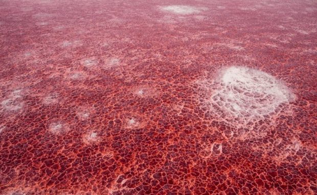 دریاچه مرموز ناترون در تانزانیا که حیوانات را مومیایی می کند 4 دریاچه مرموز ناترون