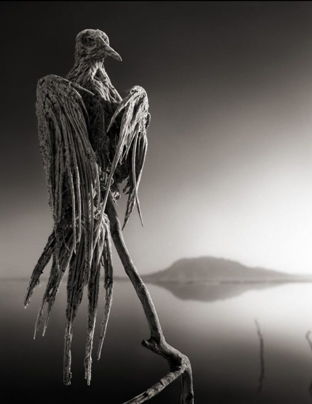 دریاچه مرموز ناترون در تانزانیا که حیوانات را مومیایی می کند 16 دریاچه مرموز ناترون