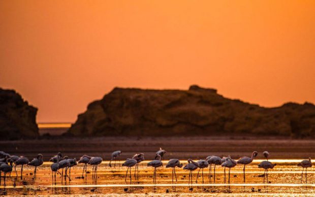 دریاچه مرموز ناترون در تانزانیا که حیوانات را مومیایی می کند 11 دریاچه مرموز ناترون
