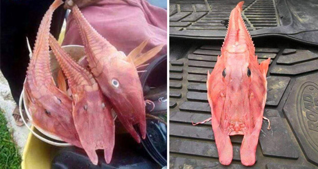 ماهی عجیب