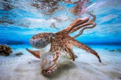 مسابقه عکاسی از دنیای زیر آب