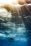 مسابقه عکاسی از دنیای زیر آب