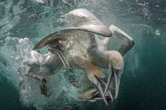 مسابقه عکاسی از دنیای زیر آب