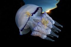 مسابقه عکاسی از دنیای زیر آب