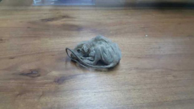 رازهای مومیایی گوانو به همراه موش مومیایی شده کماکان بی پاسخ مانده است ؟ 7 مومیایی گوانو