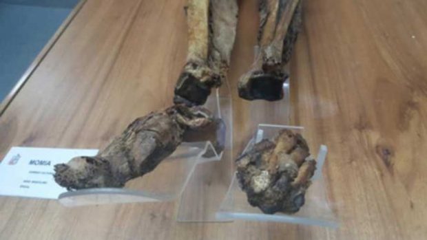 رازهای مومیایی گوانو به همراه موش مومیایی شده کماکان بی پاسخ مانده است ؟ 8 مومیایی گوانو