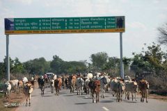 ترافیک