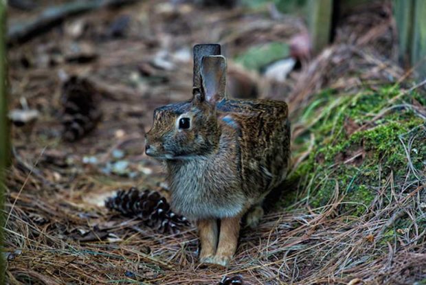 تصاویری دیدنی و جالب از حیوانات مربعی شکل هنرمند اندونزیایی ! 2 حیوانات مربعی شکل