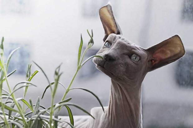 تصاویری دیدنی و جالب از حیوانات مربعی شکل هنرمند اندونزیایی ! 3 حیوانات مربعی شکل