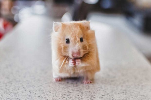 تصاویری دیدنی و جالب از حیوانات مربعی شکل هنرمند اندونزیایی ! 4 حیوانات مربعی شکل