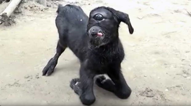 بزغاله یک چشم