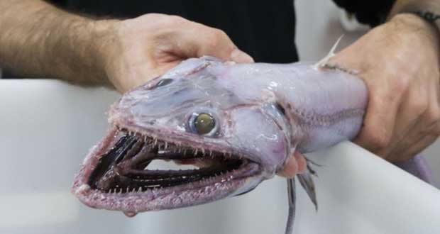 مارمولک ‌ماهی