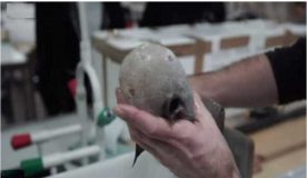 ماهی بدون صورت