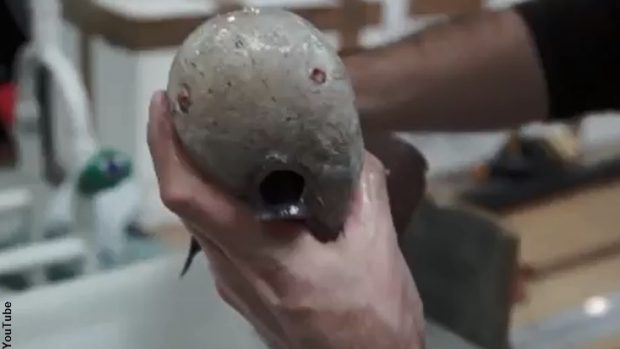 کشف ماهی بدون صورت در عمق ۴ هزار متری دریا + عکس 2 ماهی بدون صورت