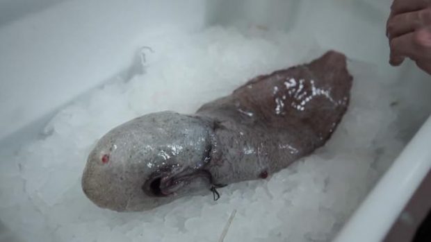 کشف ماهی بدون صورت در عمق ۴ هزار متری دریا + عکس 4 ماهی بدون صورت 5