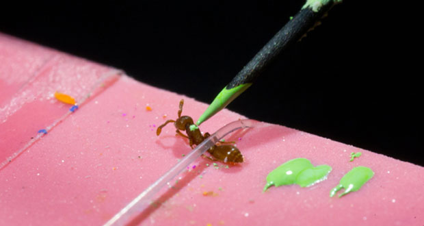اصلاح ژنتیکی مورچه‌ ها