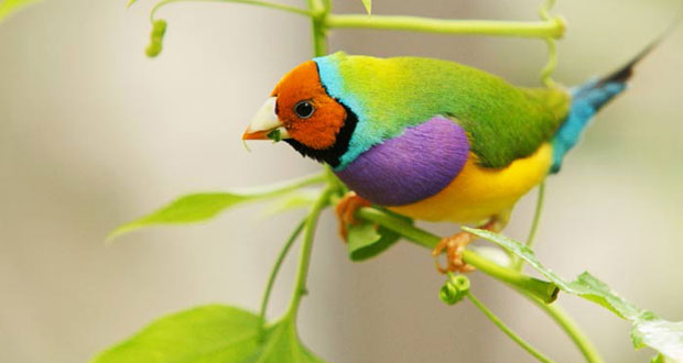بال و پر رنگارنگ پرندگان