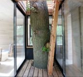 خانه درختی TREE HOUSE با الهام از آشیانه پرندگان طراحی و ساخته شد 7 خانه درختی