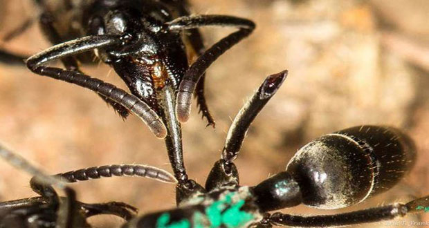 ترمیم عجیب زخم توسط مورچه