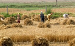 کشورهای برتر تولید کنند گندم