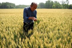 کشورهای برتر تولید کننده گندم در جهان