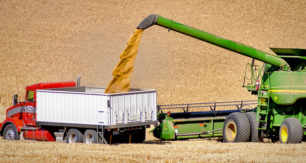 کشورهای برتر تولید کننده گندم در جهان