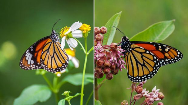 اکتشافات علمی جالب و شگفت انگیز سال 2017 میلادی + عکس 6 اکتشافات علمی جالب