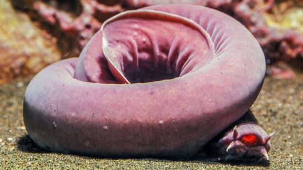 اکتشافات علمی جالب و شگفت انگیز سال 2017 میلادی + عکس 7 اکتشافات علمی جالب