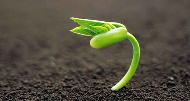 خواص جوانه های خام