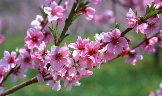 نوروز باستانی 1397