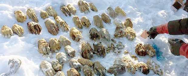 کشف دست قطع‌ شده انسان در سیبری