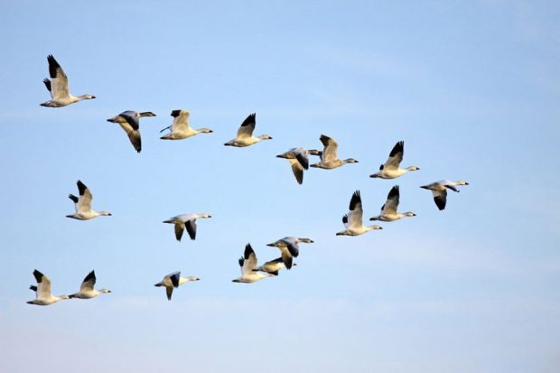 تشخص میدان‌ های مغناطیسی زمین