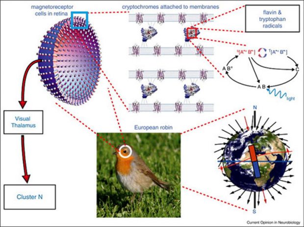 تشخص میدان‌ های مغناطیسی زمین