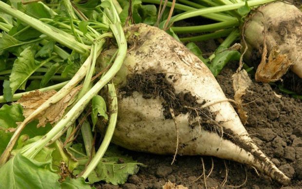 مصرف این سبزیجات مفید و سلامت بخش را نباید قطع کرد ؟ 5 سبزیجات مفید و سلامت بخش