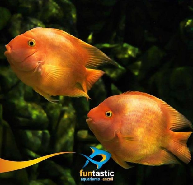 بزرگترین آکواریم ایران یعنی آکواریوم انزلی را تماشا کنید 7 بزرگترین آکواریم ایران