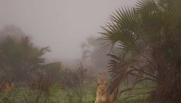 بهترین عکس های سال 2019 نشنال جئوگرافیک