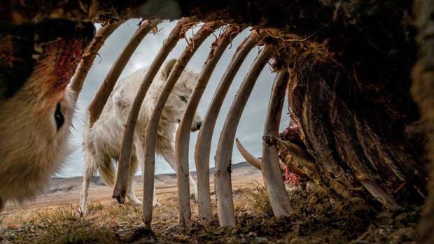 بهترین عکس های سال 2019 نشنال جئوگرافیک