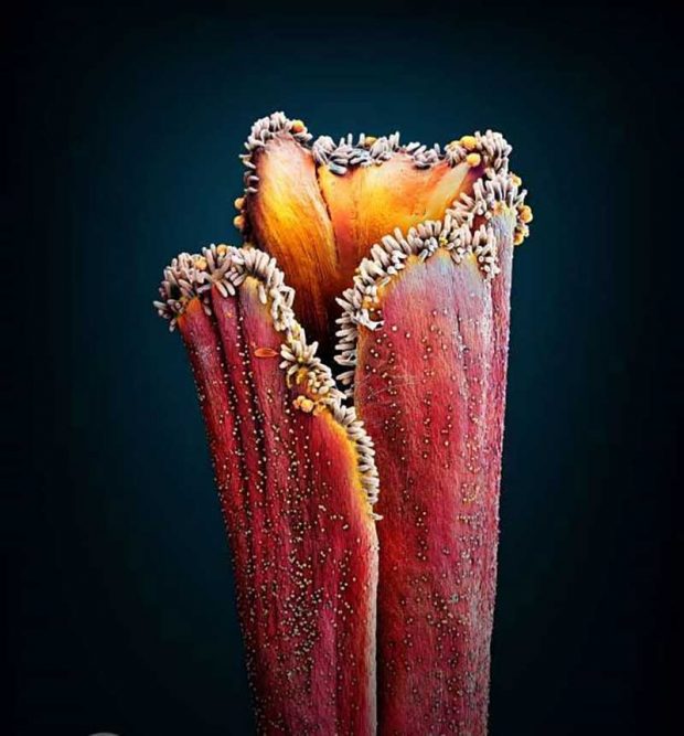 بهترین عکس های سال 2019 نشنال جئوگرافیک