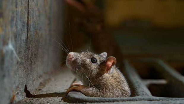 بهترین عکس های سال 2019 نشنال جئوگرافیک