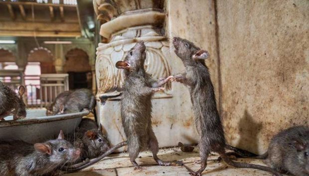 بهترین عکس های سال 2019 نشنال جئوگرافیک