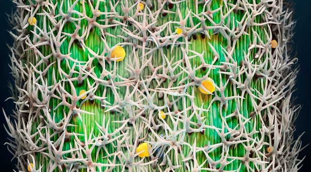 بهترین عکس های سال 2019 نشنال جئوگرافیک