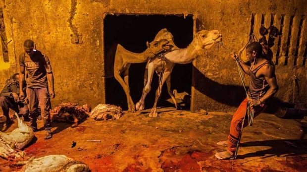 بهترین عکس های سال 2019 نشنال جئوگرافیک