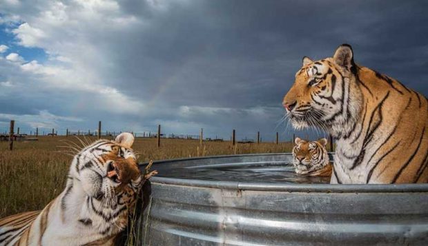 بهترین عکس های سال 2019 نشنال جئوگرافیک